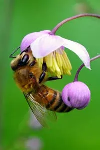 Grains de pollen récoltés par des abeilles sur une fleur