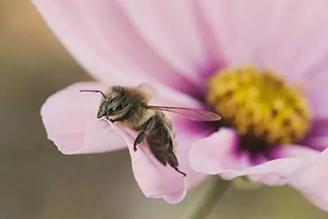 Apiculteur récupérant un essaim d’abeilles sur un arbre en Haute-Savoie