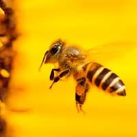 Conseils pour éviter les piqûres d'abeilles en toute sécurité