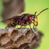 Conseils pour éviter les piqûres de frelons et se protéger