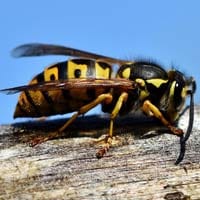 Conseils pour prévenir les piqûres de guêpes et se protéger