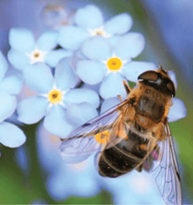 Apiculteur KDET récupérant un essaim d’abeilles en Haute-Savoie