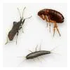 Spécialiste de la désinsectisation en Haute-Savoie – Insectes à éradiquer efficacement