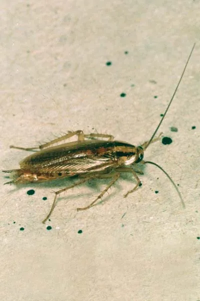 Cafard/Blatte germanique</br>(Blattella germanica)