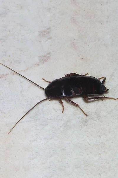 Cafard/Blatte orientale</br>(Blatta orientalis)