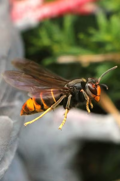 Frelon asiatique</br>(Vespa velutina)