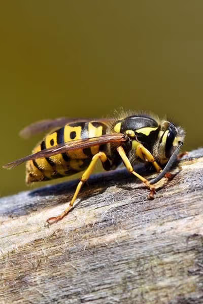 Guêpe</br>(Vespula vulgaris)