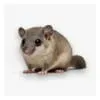Les souris et rats, nuisibles porteurs de maladies, sont traités efficacement par KDET pour sécuriser votre habitat.