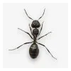 Fourmis communes nuisibles – Traitement rapide et efficace en Haute-Savoie