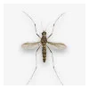 Moustiques tigres et autres insectes nuisibles – Traitement et prévention en Haute-Savoie