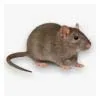 KDET offre des traitements professionnels pour éliminer les souris et rats, protégeant ainsi votre habitat des risques sanitaires et matériels.