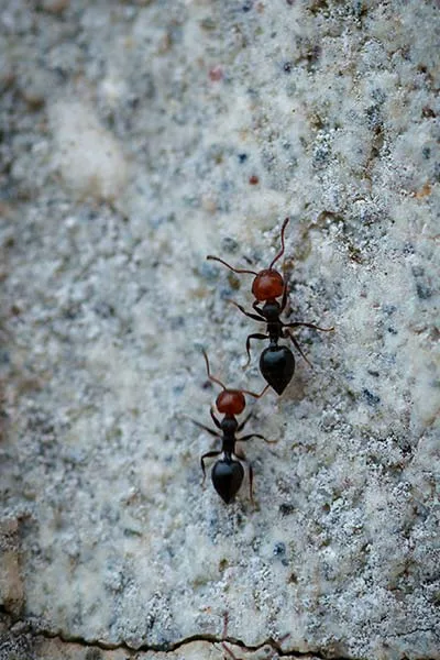 Fourmi noire des jardins<br>(Formica rufa)