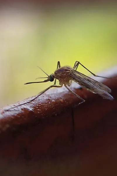 Moustique commun<br>(Culex pipiens)