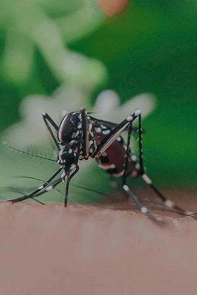 Moustique tigre<br>(Aedes albopictus)
