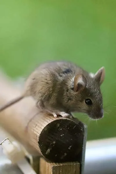 Souris</br>(Mus musculus domesticus)