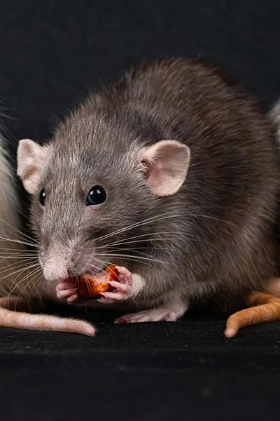 Rat (Surmulot)</br>(Rattus norvegicus)