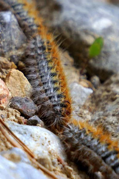 Chenille processionnaire du pin</br>(Thaumetopea pityocampa)