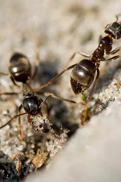 Fourmi charpentière<br>(Camponotus spp.)