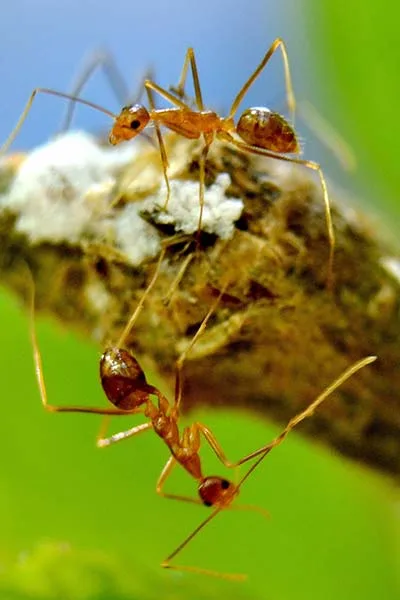 Fourmi pharaon<br>(Monomorium pharaonis)