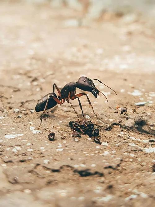 Fourmis noires des jardins traitées par KDET pour éliminer les infestations