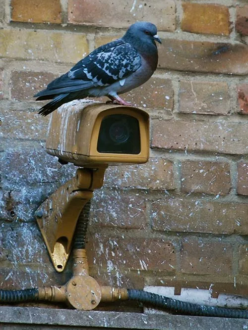 Illustration des nuisances causées par les oiseaux nuisibles, tels que les pigeons, corbeaux, et étourneaux.