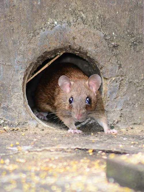 KDET élimine les nuisances causées par les rongeurs, tels que les rats et souris, grâce à une dératisation professionnelle.