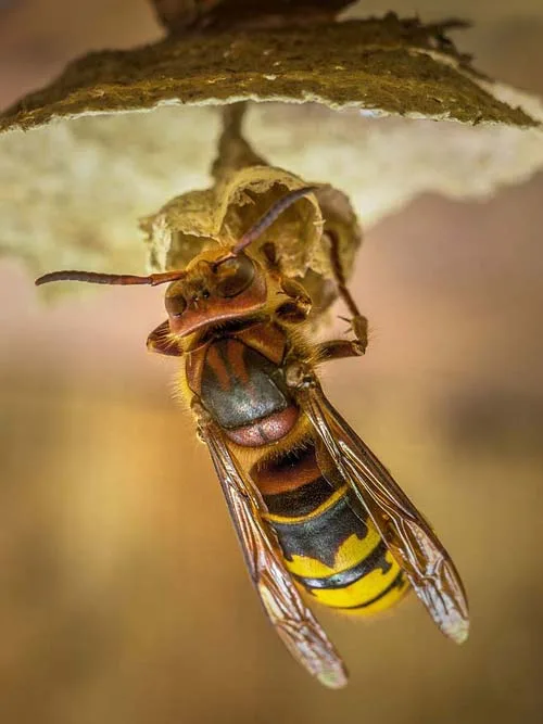 Elimination des insectes volants et rampants en Haute-Savoie