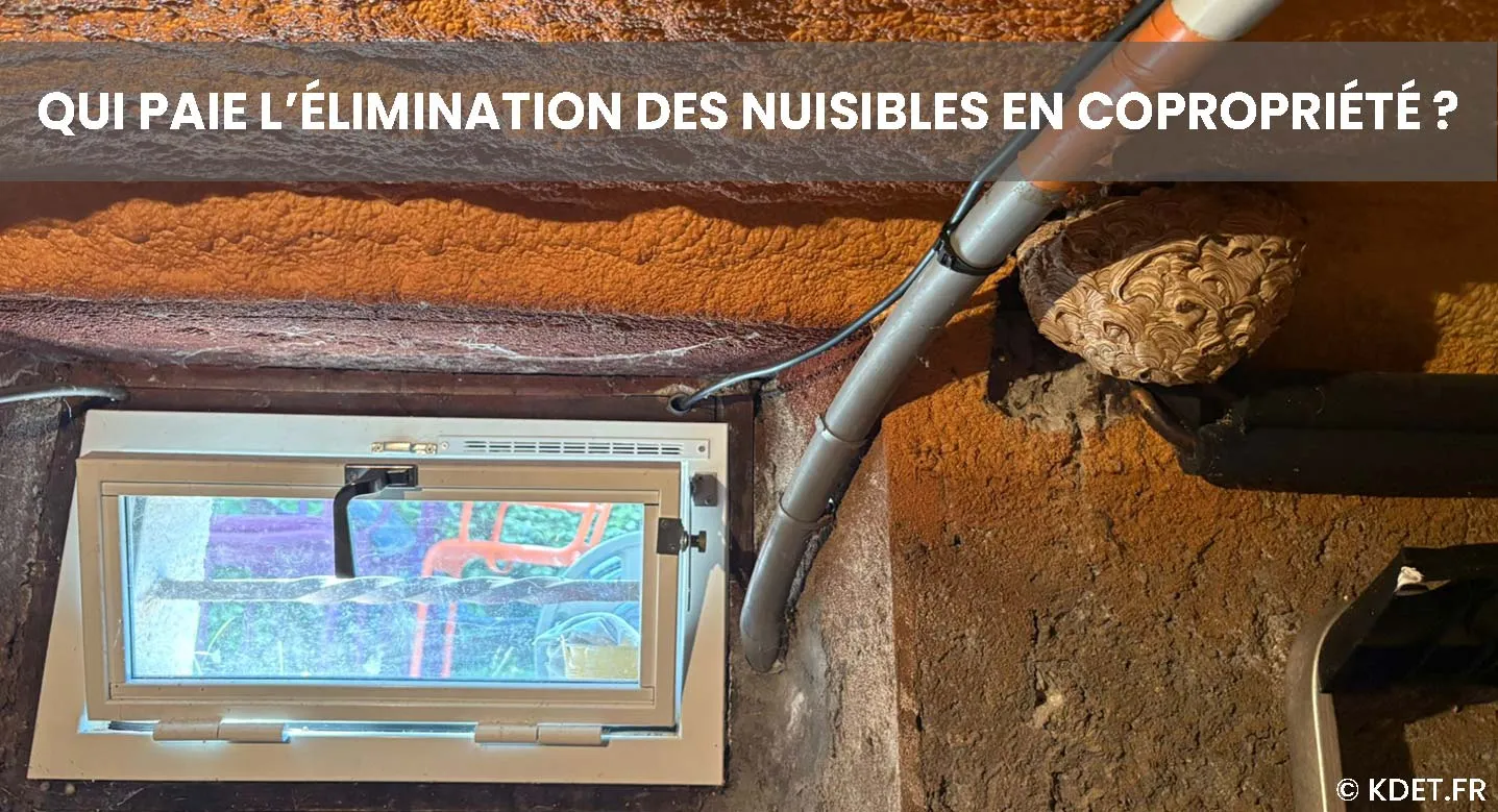 Qui paie l'élimination des nuisibles en copropriété ?