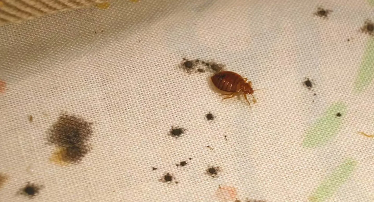 Punaise de lit sur matelas – KDET exterminateur de punaises de lit Haute-Savoie