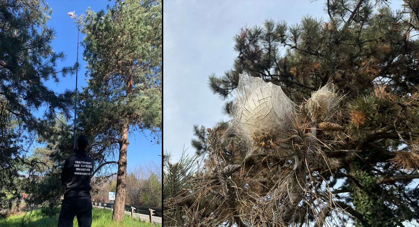 Nid de chenilles processionnaires du pin dans un arbre en Haute-Savoie, près d'Annecy