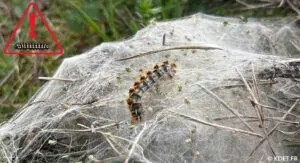Nid de chenilles processionnaires du pin avec chenille visible à Metz-Tessy, Haute-Savoie – Danger pour les animaux