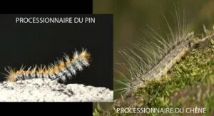 Chenille processionnaire du pin (gauche) et du chêne (droite) en Haute-Savoie