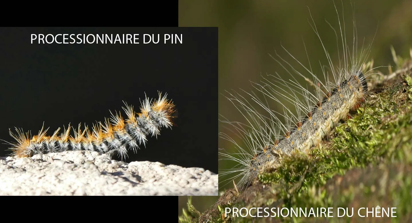 Chenille processionnaire du pin (gauche) et du chêne (droite) en Haute-Savoie